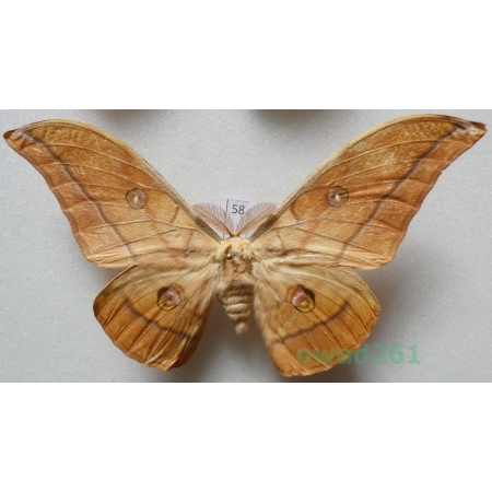 Antheraea yamamai (Guerin-Menevill, 1861) male ex. ovo Italy 123mm58